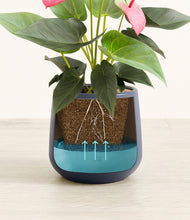 Load image into Gallery viewer, Deep Navy