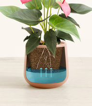 Load image into Gallery viewer, Calm Rose