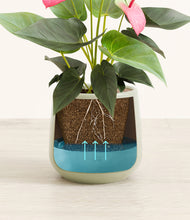 Load image into Gallery viewer, Turquoise