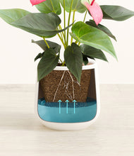 Load image into Gallery viewer, White