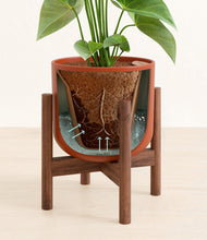 Load image into Gallery viewer, Earth Red stand:walnut