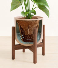 Load image into Gallery viewer, Sandy Pink stand:walnut