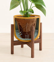 Load image into Gallery viewer, Sunset Orange stand:walnut