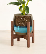 Load image into Gallery viewer, Olive stand:walnut