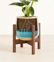 Load image into Gallery viewer, Almond Green stand:walnut