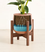 Load image into Gallery viewer, Calm Rose stand:walnut