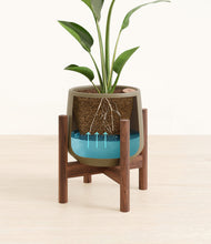 Load image into Gallery viewer, Olive stand:walnut