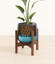 Load image into Gallery viewer, Deep Navy stand:walnut