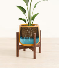 Load image into Gallery viewer, Mustard stand:walnut