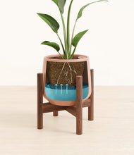 Load image into Gallery viewer, Calm Rose stand:walnut