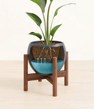 Load image into Gallery viewer, Deep Navy stand:walnut