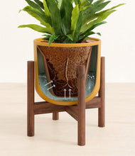 Load image into Gallery viewer, Sunset Orange stand:walnut