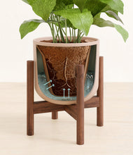 Load image into Gallery viewer, Sandy Pink stand:walnut