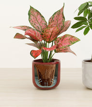 Load image into Gallery viewer, Candy Cane stand:all