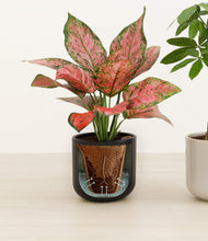 Load image into Gallery viewer, Northern Night stand:all