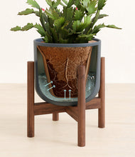 Load image into Gallery viewer, Iron Gray stand:walnut