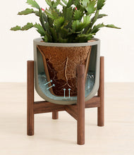 Load image into Gallery viewer, Sage Green stand:walnut