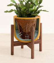 Load image into Gallery viewer, Sunset Orange stand:walnut