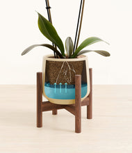 Load image into Gallery viewer, Almond Green stand:walnut