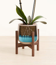 Load image into Gallery viewer, Eternal Gray stand:walnut