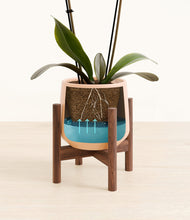 Load image into Gallery viewer, Gentle Pink stand:walnut