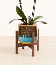 Load image into Gallery viewer, Mustard stand:walnut