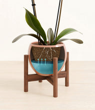 Load image into Gallery viewer, Calm Rose stand:walnut