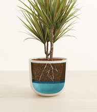 Load image into Gallery viewer, Natural Bamboo