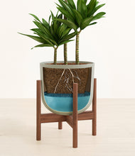 Load image into Gallery viewer, Sage Green stand:walnut