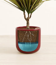 Load image into Gallery viewer, Striped Cherry Red