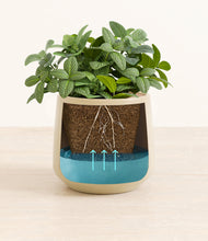 Load image into Gallery viewer, Almond Green