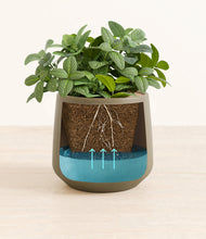 Load image into Gallery viewer, Olive