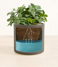 Load image into Gallery viewer, Dark Olive