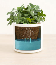 Load image into Gallery viewer, White