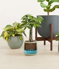 Load image into Gallery viewer, -