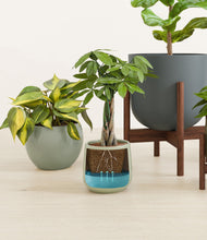 Load image into Gallery viewer, -