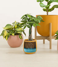 Load image into Gallery viewer, -