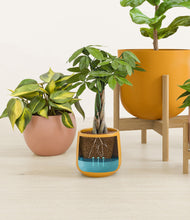 Load image into Gallery viewer, -