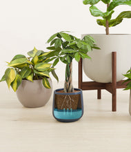 Load image into Gallery viewer, -