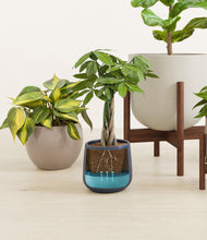 Load image into Gallery viewer, -