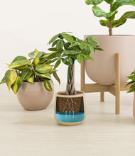 Load image into Gallery viewer, -