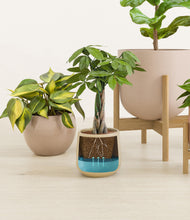 Load image into Gallery viewer, -