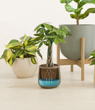 Load image into Gallery viewer, -