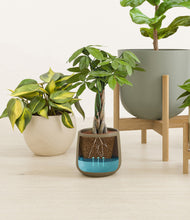 Load image into Gallery viewer, -