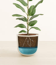 Load image into Gallery viewer, Natural Bamboo