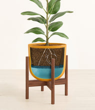 Load image into Gallery viewer, Sunset Orange stand:walnut