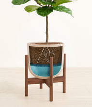 Load image into Gallery viewer, Sandy Pink stand:walnut