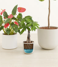 Load image into Gallery viewer, Cotton stand:all