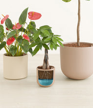 Load image into Gallery viewer, Peach Blossom stand:all