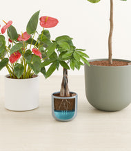 Load image into Gallery viewer, Whispering Waves stand:all